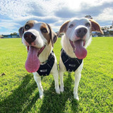 @sodaandmoeey in matching Midnight Reflective No Pull Dog Harnesses by Wolf & I Co.