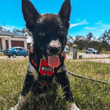 Its front leash attachment distributes the pulling force evenly across the torso instead of the neck, throat and windpipe area, to eliminate the risk of coughing or gagging. 