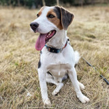 Mooey wears the Gaucho serape dog collar by Wolf & I Co. on all his adventures.