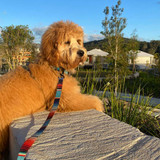 Winston the Groodle wearing the Gaucho dog leash by Wolf & I Co.