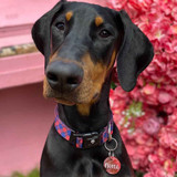 Norco looking dapper in his Highlander dog collar by Wolf & I Co.