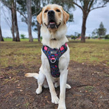 Eden wears the Extra Large No Pull Dog Harness on adventures to the dog park.
