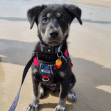 Evie loves her Palm Springs matching puppy harness pack.