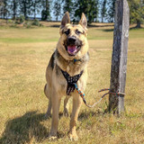 Drax The Shepherd making things easier for his hooman in the Wolf & I Co. harness due to the front leash attachment.