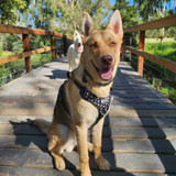 Luca the adventure dog exploring with his best mate Aura in his Premium Wolf & I Co. no-pull dog harness. Suits GSD, Shepherds and other active large breeds.