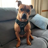 Wolf & I Co no pull dog harness. Designed for heavy pullers. Made for dogs.