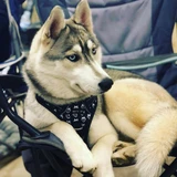 A front-attaching dog harness offers gentle control and encourages loose-leash walking, whilst avoiding pressure on your dog’s neck or back. The Best option for your dog.