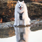 Premium Wolf & I Co. Dog Harness. Adjustable, durable and ready for adventure. 