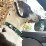 Walshy rockin his green dog collar by Wolf & I Co.