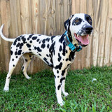 Happy the Dalmatian wears the Alpine Wolf tactical dog collar.