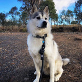 Little Thor wears the black sensei knotted rope dog leash by Wolf & I Co.