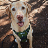 Dre and Dug love exploring in their Wolf & I Co. No Pull Dog Harnesses.