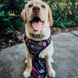 If you're looking to buy a premium dog harness for a Labrador, the extra large no pull dog harness would be the best choice. Suits other large breed dogs.