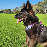 Kali wears the Heart Throb Front Clip Dog Harness and Heart Throb Dog Leash.