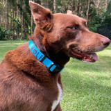 Molly the red kelpie wears the palisades blue dog collar by Wolf & I Co.
