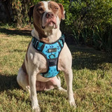 The best fitting premium dog harness. Y shaped vet approved dog harness.