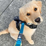 5 Reasons Why You Need A Short Dog Training Leash