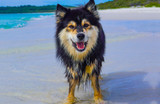 Your Ultimate Guide to Dog Friendly Jervis Bay