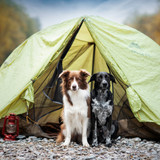 Camping with Dogs in Australia