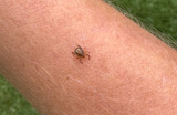 Dangers Of Paralysis Ticks To Dogs In Australia