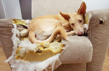 Dogs Behaving Badly | Tips To Improve Dog Boredom And Anxiety