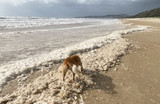 How To Protect Your Dog From Blue Bottles And Marine Stingers