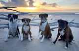 A Day In The Life Of The Salty Boxers
