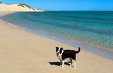 Dog Friendly Camping On The Ningaloo Coast