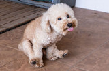 Everything Dog Owners Should Know About Dog Scooting
