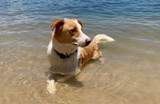 How To Keep Your Dog Cool During Hot Weather