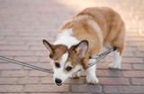 Beware The Dangers Of Retractable Dog Leads
