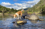 Dog Friendly Free Camping On The Nymboida River