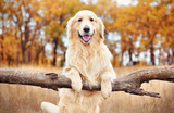 5 Most Popular Dog Breeds For Families and Why