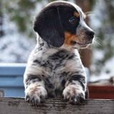 10 Things To Expect With A New Puppy