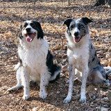 Meet Maddy & Piper - Adventure Dogs Of Maryland USA