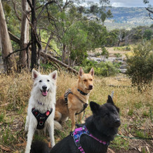 Aussie Dog Gear Brand in Vogue as Demand for Quality Dog Gear Rises