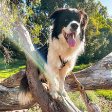 Is a Border Collie Right for You? Key Things to Consider