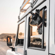 Defender Dog Adventures In South Africa