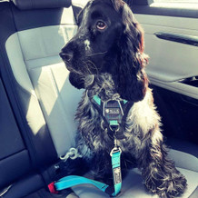 Keep Your Dog Safe While Driving – It’s the Law