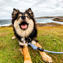 10 Top Spots For Dogs Around Sydney 