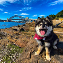 Sydney City Dog Walks