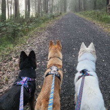 Escape Proof Confidence With Anti Escape Dog Harness
