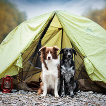 Camping with Dogs in Australia