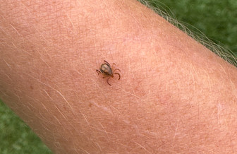 Dangers Of Paralysis Ticks To Dogs In Australia