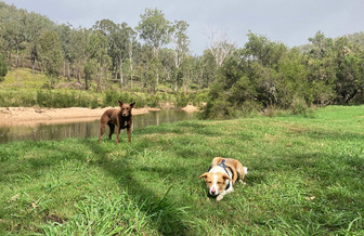 Stanthorpe Camping with Dogs: A Granite Belt Getaway