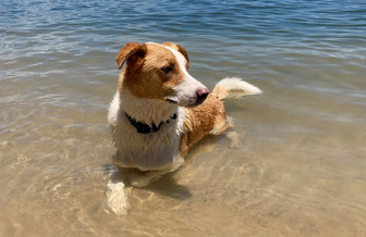 How To Keep Your Dog Cool During Hot Weather