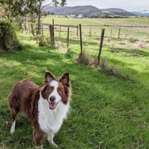 Ted's Top Dog Friendly Hikes In Victoria