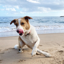 Agnes Water Dog Friendly Adventure