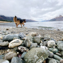 Moose in Queenstown