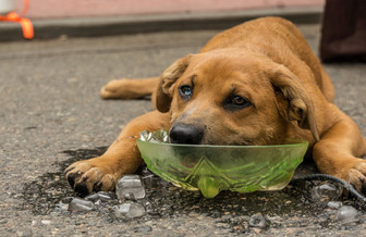 Essential Tips For Keeping Your Dog Safe During A Heat Wave